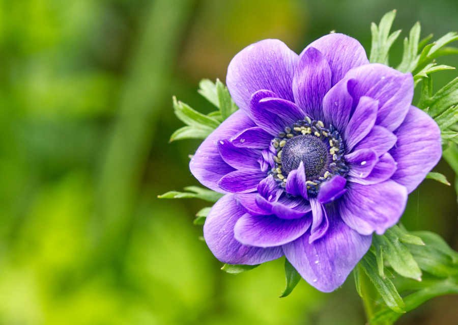 Flowers of Denmark – or „Flower Backgrounds for Beginners“